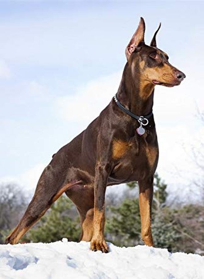 Pups&Pets Nylon Padded Adjustable 1.25inch Dog Chest Harness & 18mm Leash Rope for Large Dogs (Black). - Image 2